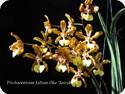 Trichocentrum Lillian Oka Jairak